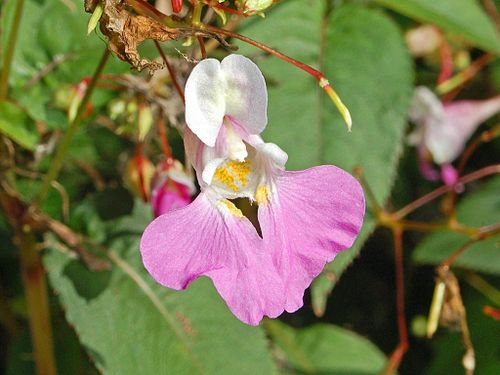 Impatiens balfourii